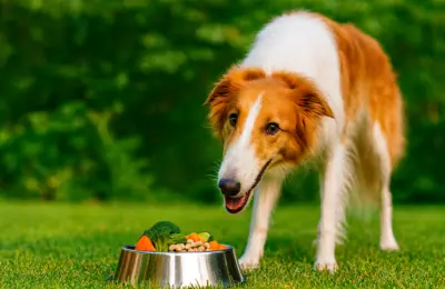 Glücklicher Barsoi-Hund im Garten, vor einem Napf mit frischem, pflanzlichem Hundefutter aus Gemüse und Hülsenfrüchten, sonniger Hintergrund. barsoi_im_garten_mit_veganem_essen