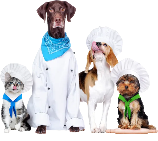 Hunde und Katzen in Kochbekleidung header_hunde_katzen_700